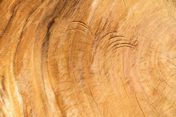 cross-sectional pattern of large trees