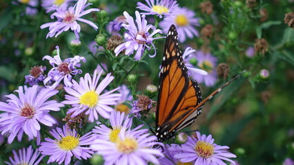 Monarch and flower