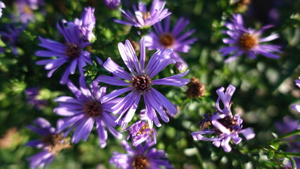 Purple flowers for days
