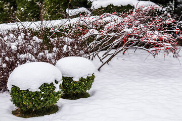 Winter garden with decorative shrubs and shaped yew and boxwoods, Buxus, covered with snow....