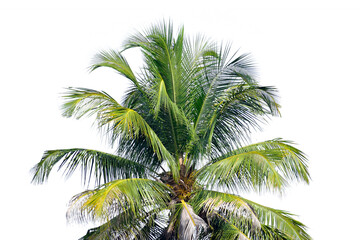 Coconut tree leaves isolated  on white background