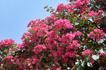 Bouquet of beautiful pink bougainvillea flowers in garden. In West Bengal, it is known as 'kagoj phool'.