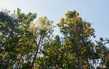 Shorea robusta, the sal (shaal) tree forest in Purulia, West Bengal. Sal is a deciduous tree native to Indian subcontinent and it is one of the most important source of hardwood timbers in India.