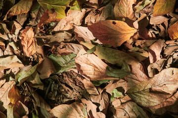 Dry tree leaves of Shorea robusta, (the sal or shaal tree) covering forest ground with thick layers. It is the dominant tree in deciduous forests of Purulia (Jungle Mahals) district, West Bengal.