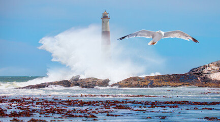 Rocky coastline on Diaz Point with power sea wave - Amazing red and white lighthouse with seagull...