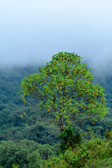 Tree. Bale Mountains National Park. Ethiopia.