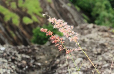 Wild Grass Flowers on the Top of the Mountain