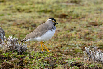 Spot-breasted Lapwing (Vanellus melanocephalus). Bale Highlands National Park. Ethiopia.