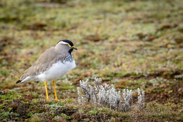 Spot-breasted Lapwing (Vanellus melanocephalus). Bale Highlands National Park. Ethiopia.