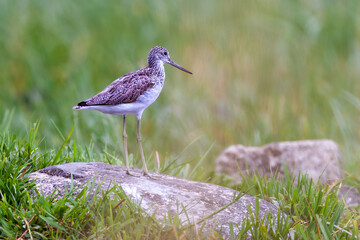 Common greenshank on the rock, Tringa nebularia