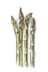 Watercolor asparagus isolated on white. Watercolor illustration, food illustration, restaurant picture.  - 552924351