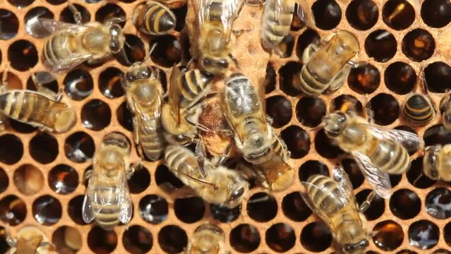 Helping Queen Bee as it exits cocoon. Bees opened cocoon queen bee.