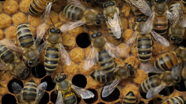 Excited bee with Varroa mite on its body.. The panic of a bee is caused by a Varroa tick sticking to its body.