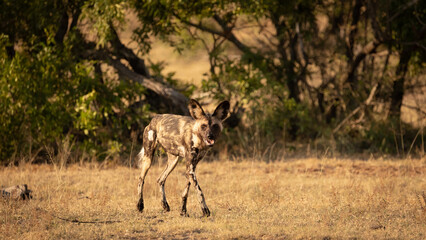 African wild dog photographed during the golden hour