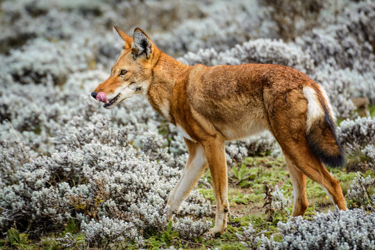 Ethiopian wolf (Canis simensis) also known as Abyssinian wolf, Simien wolf, Simien jackal, Ethiopian jackal, red fox, red jackal. Bale Mountains National Park. Ethiopia.