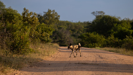 African wild dog on the road