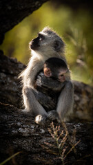 Naklejka na ściany i meble A Vervet monkey mother and baby