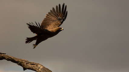 a steppe eagle taking to the air