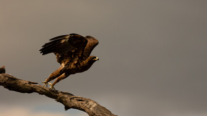 a steppe eagle taking to the air