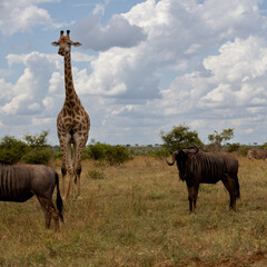 a Giraffe and blue wildebeest