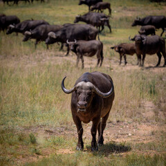 Fototapeta na wymiar Cape buffalo in the wild