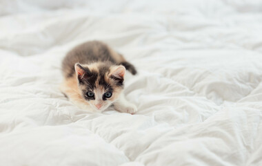 Playful young Fluffy Calico Kitten Playing on a bed