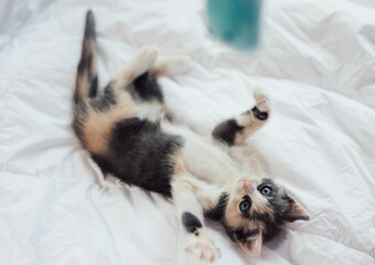 Playful young Fluffy Calico Kitten Playing on a bed