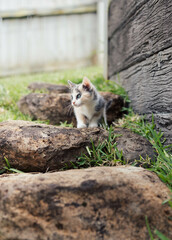 Naklejka na ściany i meble Small Young Calico Kitten Exploring Outdoors Backyard on Garden Rocks