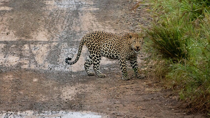 Leopard crossing the road in Kruger