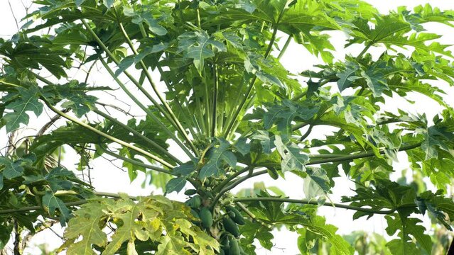 Papaya plants that are mature and fruiting, their leaves swaying in the wind