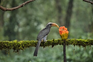 Most Beautiful Malabar grey hornbill having fruits with beautiful background at Coorg,Karnataka,India
