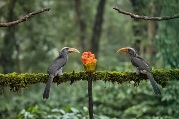 Most Beautiful Malabar grey hornbill having fruits with beautiful background at Coorg,Karnataka,India
