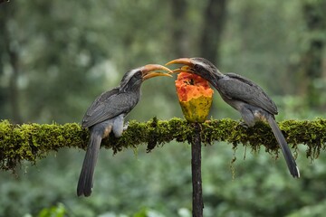 Most Beautiful Malabar grey hornbill having fruits with beautiful background at...