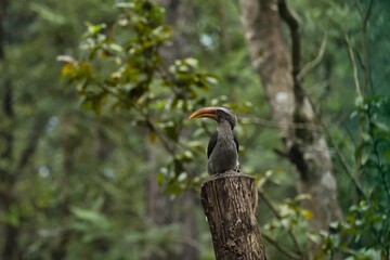 Most Beautiful Malabar grey hornbill having fruits with beautiful background at Coorg,Karnataka,India
