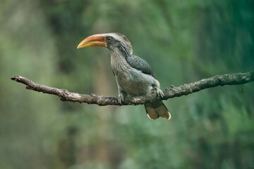 Most Beautiful Malabar grey hornbill having fruits with beautiful background at Coorg,Karnataka,India
