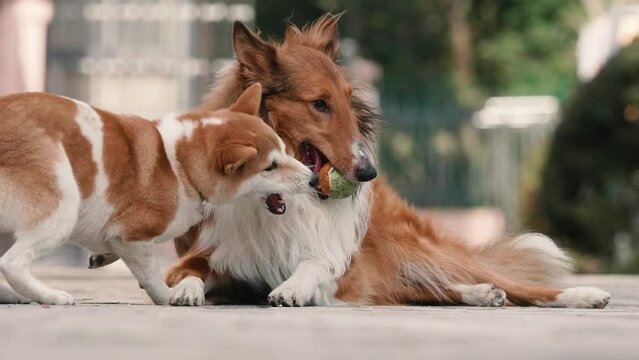 Two dogs play together, small Shiba Inu trying to get the ball in mouth of big rough collie, 4k slow motion footage, pet lifestyle concept.