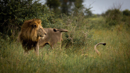 Mature black mane lion in green grass