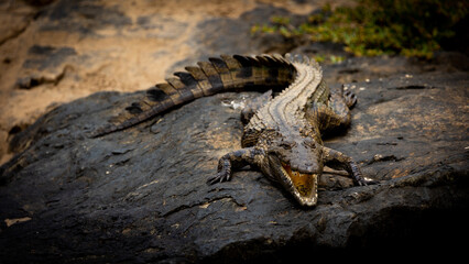 a Nile crocodile warming up on a rock