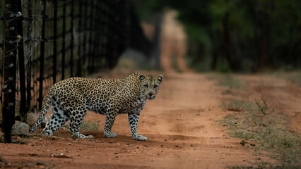 Fototapeta na wymiar a leopard entering underneath an electrical fence