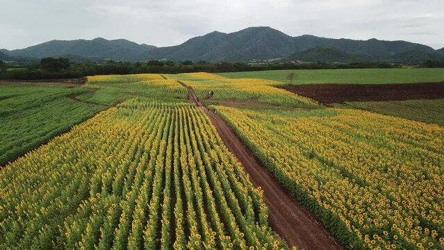 Aerial beautiful sunflower field. Popular tourist attractions of Lop buri province. flower field on winter season