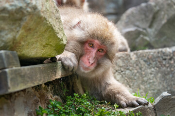 Japanese Macaque monkey peeping out from behind rocks. Snow monkey park, Nagano, Japan.