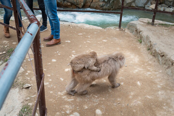 Baby Japanese Macaque monkey riding on its mother’s back crossing the pathway, legs of tourists...