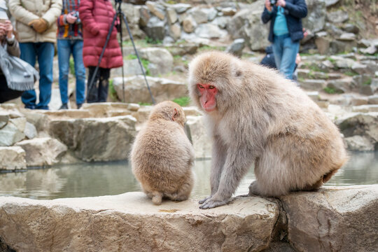 Baby and mother Japanese Macaque monkeys sitting by the hot spring. Tourists taking photos. Snow monkey park, Nagano, Japan.