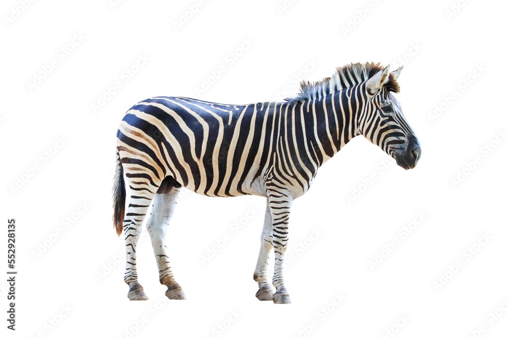 Poster zebra isolated on transparent background.