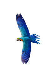 Colorful flying parrot isolated on transparent background.