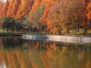 池のある公園の紅葉した並木道