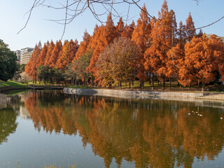 Obraz premium マンションの見える公園の紅葉した木々・大阪・佐竹公園