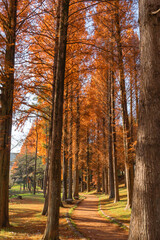 紅葉した並木の散歩道