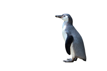 Penguin isolated on transparent background png file