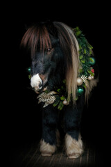 Portrait of a cute shetland pony wearing a festive christmas wreath on black background
